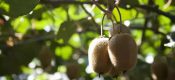 什么样的猕猴桃品种真正过硬？品质最好的是哪几种？