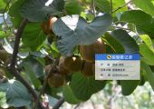 2025年8月宝鸡眉县猕猴桃生长图片