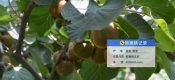 2025年8月宝鸡眉县猕猴桃生长图片