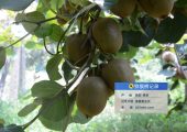 ai大数据将是未来陕西猕猴桃行业新机遇