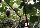 从武功县来了近200人，参观我村翠香猕猴桃种植户的示范园