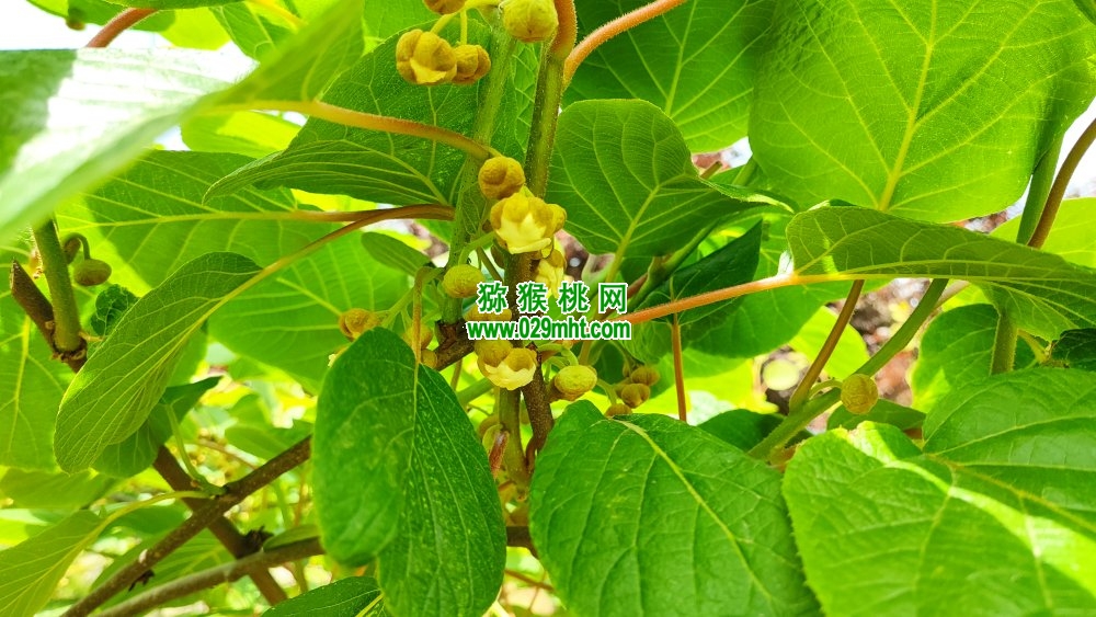 5月底西安市周至县猕猴桃种植要注意什么