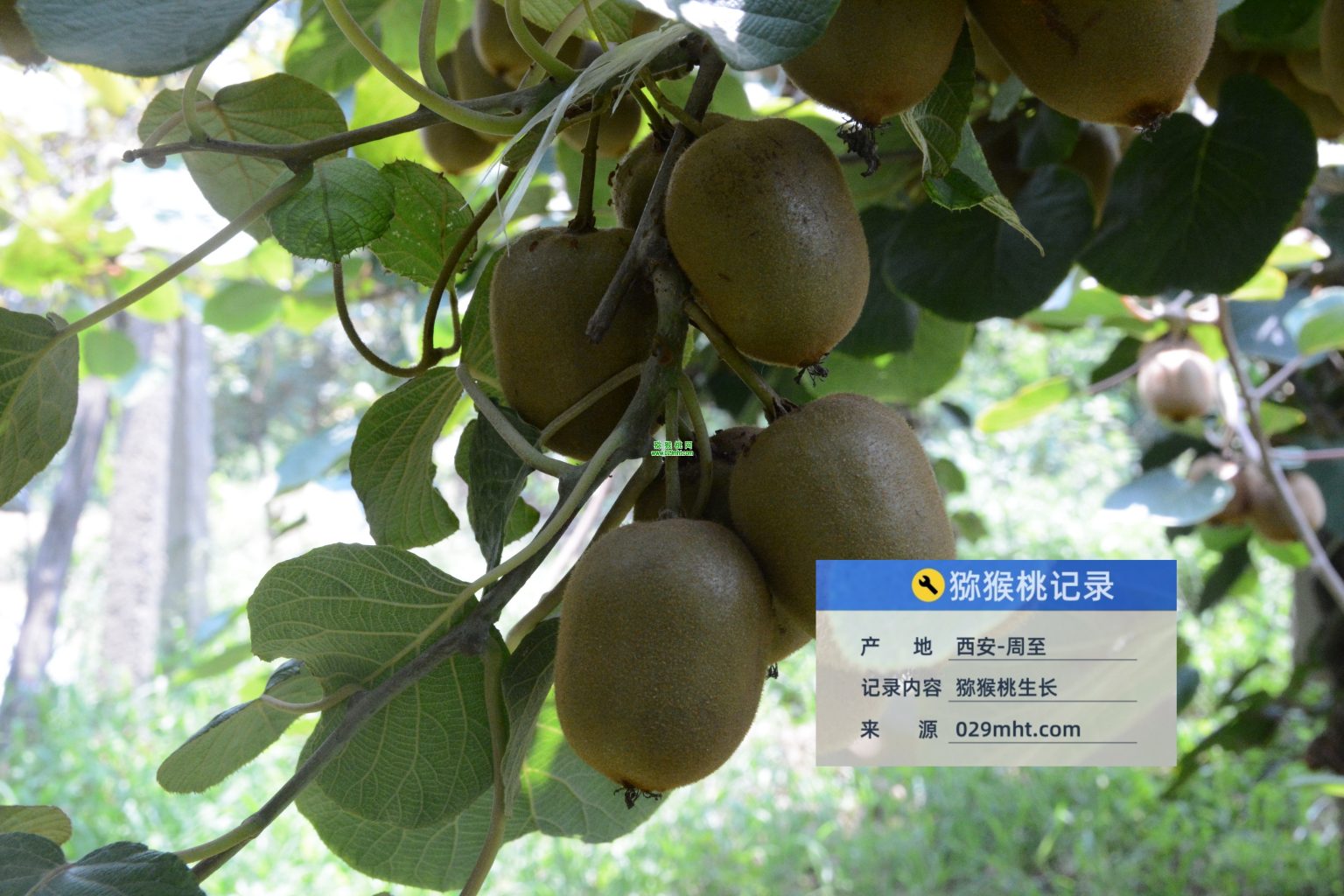 高温40以上猕猴桃膨大种植的注意事项