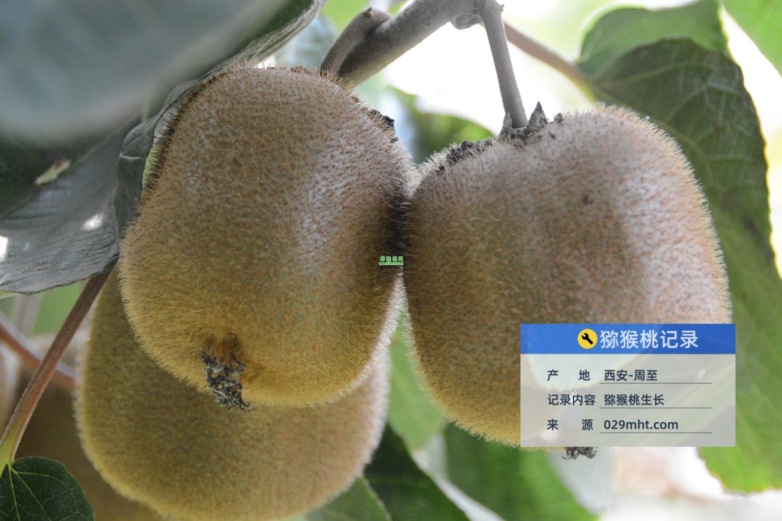 猕猴桃膨大期果园要不要留草