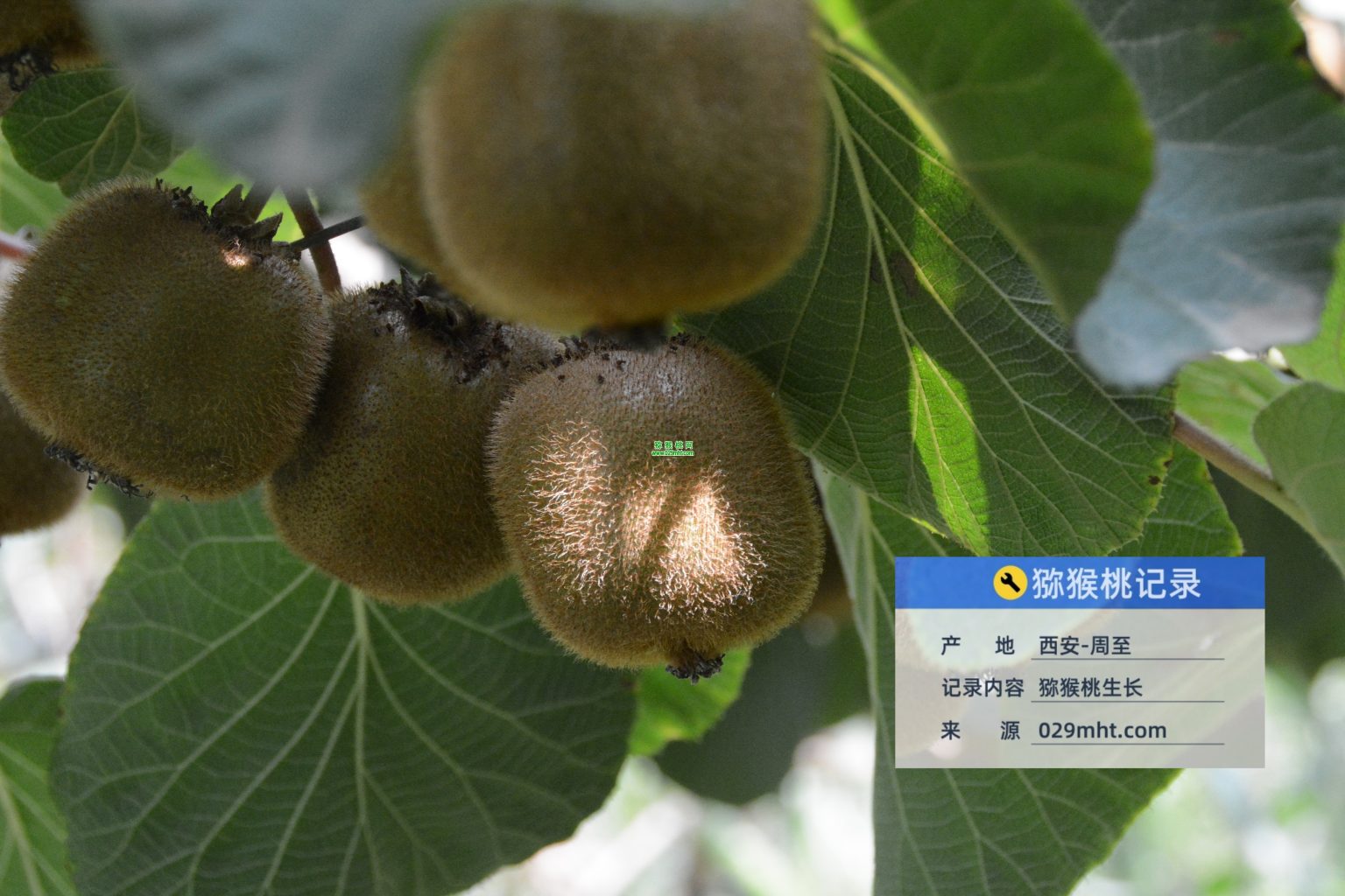 促进猕猴桃果实增重的叶面肥配方